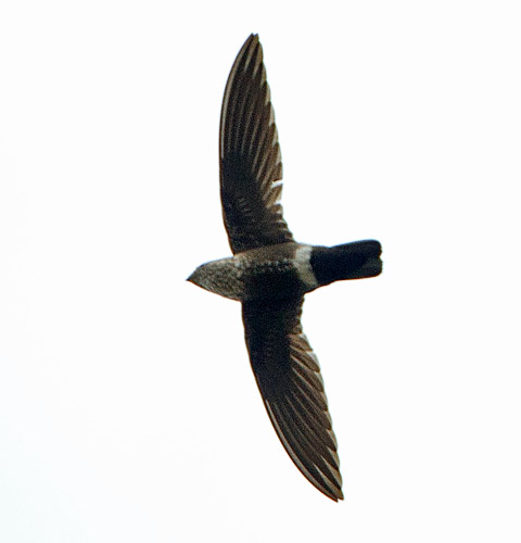 Mottled Spinetail in flight